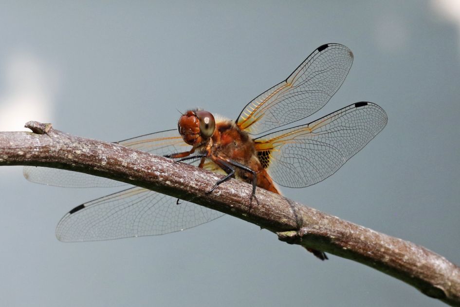 Libel (2) - Geleedpotigen - 